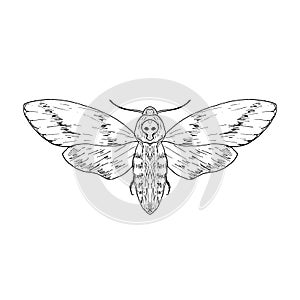 Death`s head hawk moth. Vector illustration. Isolated. Hand-drawn style