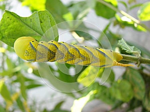 Death`s-head hawkmoth caterpillar