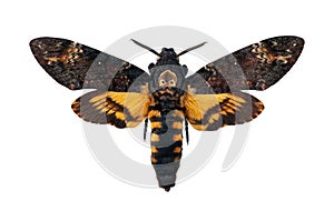 Death`s-head Hawkmoth isolated on a white. Acherontia atropos. Large rare moth.