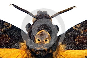 Death`s-head Hawkmoth isolated on a white close up. Acherontia atropos. Large rare moth.