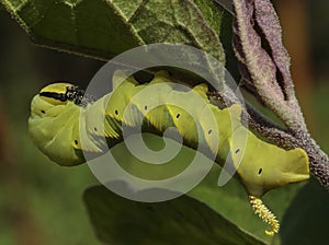 Death`s-head moth caterpillar