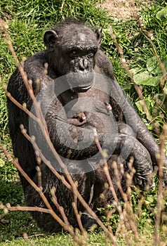 A death stare of an old gorilla