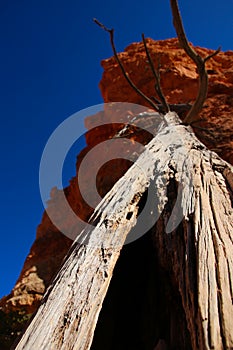 Death tree in the Bryce Canyon National Park