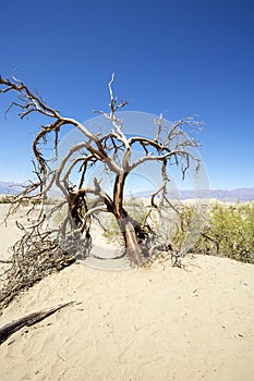 Death Tree in Death Valley National Park