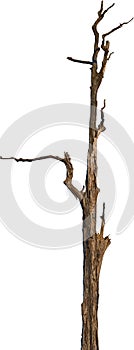 Death tree isolate on white background. clipping path