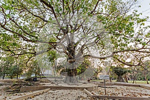 A death tree, Killing Field Choeng Ek, suburbs Phnom Penh, Cambodia.