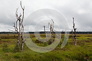 Death trees High Fens landscape Botrange Belgium photo