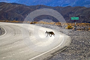 Death Valley Coyote