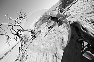 Death Valley - a dead Tree in Black and White