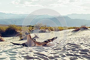 Death Valley Dunes panorama