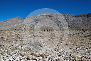 Death Valley National Park, California.