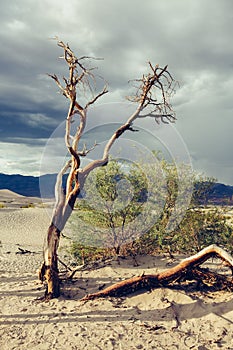 Death Valley panorama