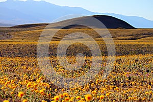 Death Valley Wild Flower Bed