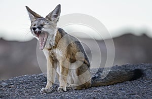 Death Valley Yawn