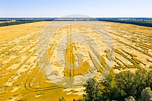 The death of the wheat crop on the field. Broken by the wind and rain stalks of wheat on the field.