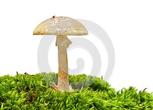 Deathcap mushroom