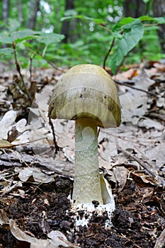 Deathcap mushroom, a darker variety in oak forest