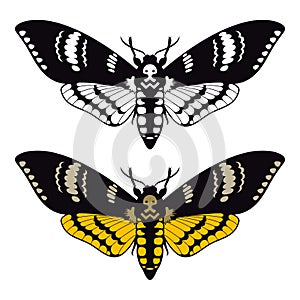 Deaths head hawk moth