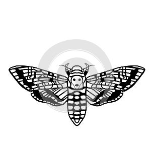 Deaths head moth illustration