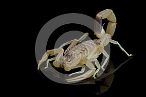 Deathstalker scorpion closeup on isolated background