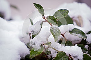 Deatil of some green leaves covered in snow