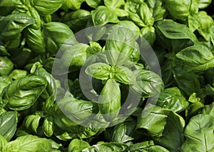 Deatils of very green leaves of Basil