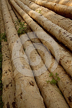 Debarked logs drying
