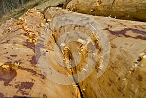 Debarked logs drying