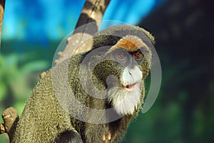 DeBrazza's monkey