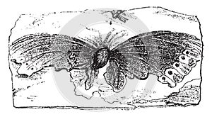 Debris of the Vanesse Pluto from the Lower Miocene, vintage engraving