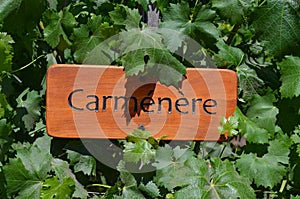 Grape varietals growing in the Concha y Toro vineyards. Santiago, Chile photo