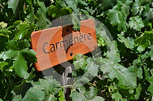 Grape varietals growing in the Concha y Toro vineyards. Santiago, Chile photo