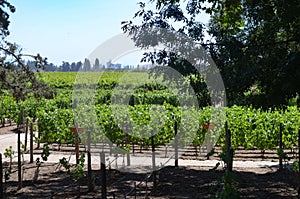Grape varietals growing in the Concha y Toro vineyards. Santiago, Chile