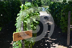 Grape varietals growing in the Concha y Toro vineyards. Santiago, Chile photo