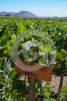 Grape varietals growing in the Concha y Toro vineyards. Santiago, Chile