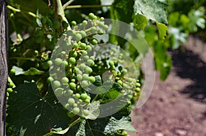 Grape varietals growing in the Concha y Toro vineyards. Santiago, Chile photo