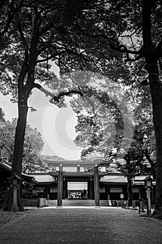 Wooden Torii gate of Meiji Jingu Shrine under big tree in Tokyo. Black and white image