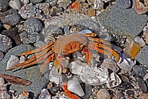 Decaboda/Brachyura: Dead crab with 7 legs, Masirah Island, Oman