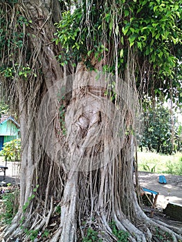 Banyan tree root view