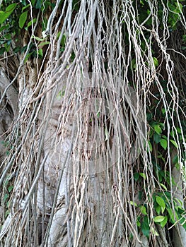 Banyan tree root view