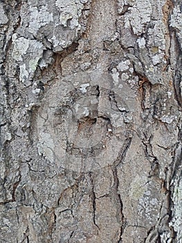 Decades old mahogany tree frond #1