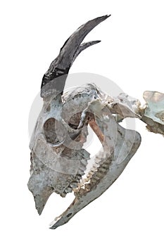 decay chamois skull