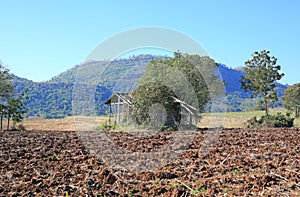 Decay cottage in the field and forest with mountain background