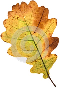 Decay of a oak leaf