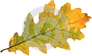 Decay of a oak leaf
