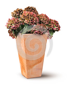 Decayed autumn hydrangea in terracotta pot