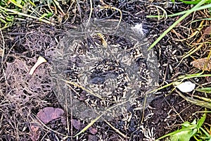 Decayed corpse of an animal maggots white worm larva meatflies