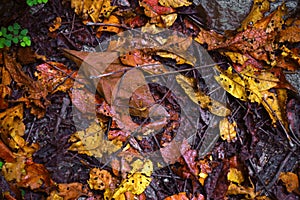 Decayed fallen colorful dried leaves on ground in forest