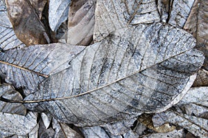 decayed fallen leaves