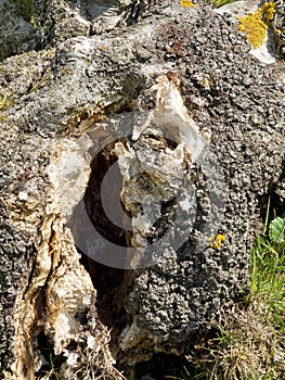 Decayed fallen tree with beautiful structures